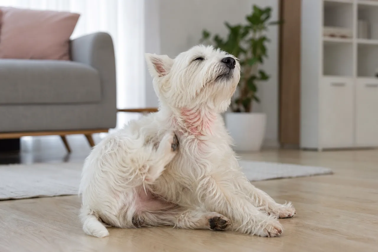 West Highland White Terrier scratching from allergic dermatitis